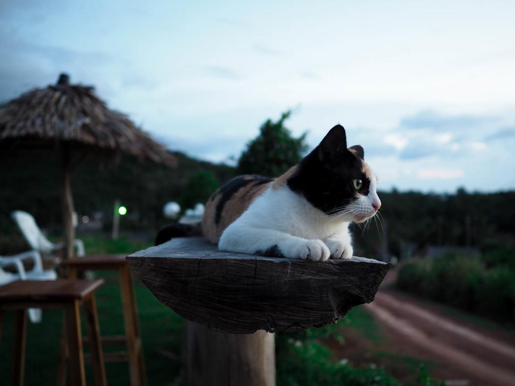 Cat Bungalow Ko Lanta Exteriör bild